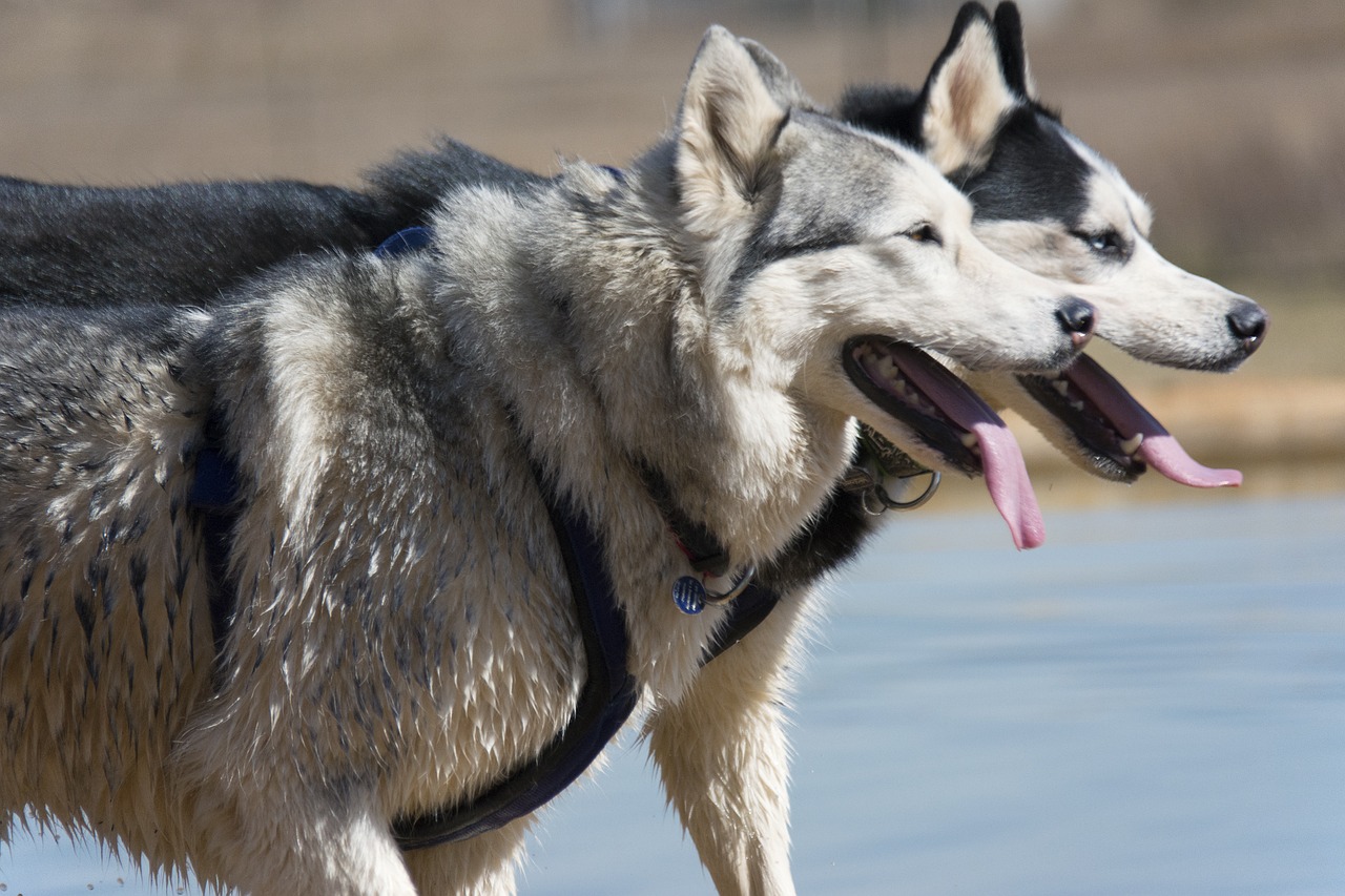 dog sled kiruna