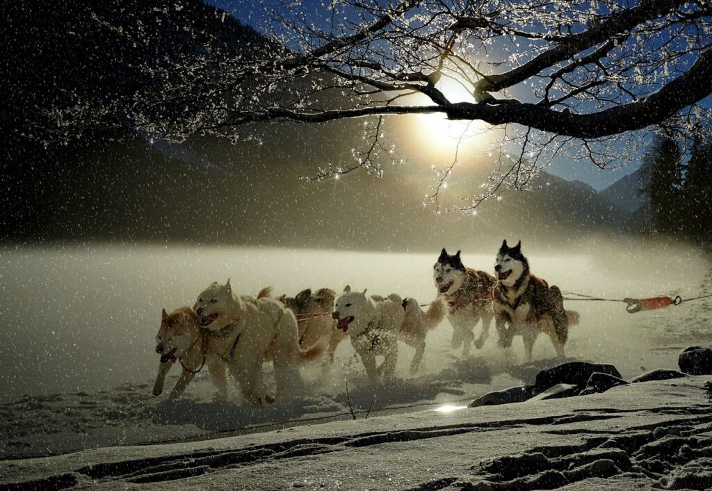 kiruna dog sledding