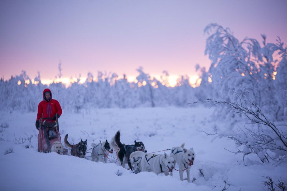 dog sledding in Sweden