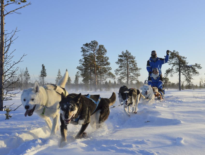 dog sled tour kiruna