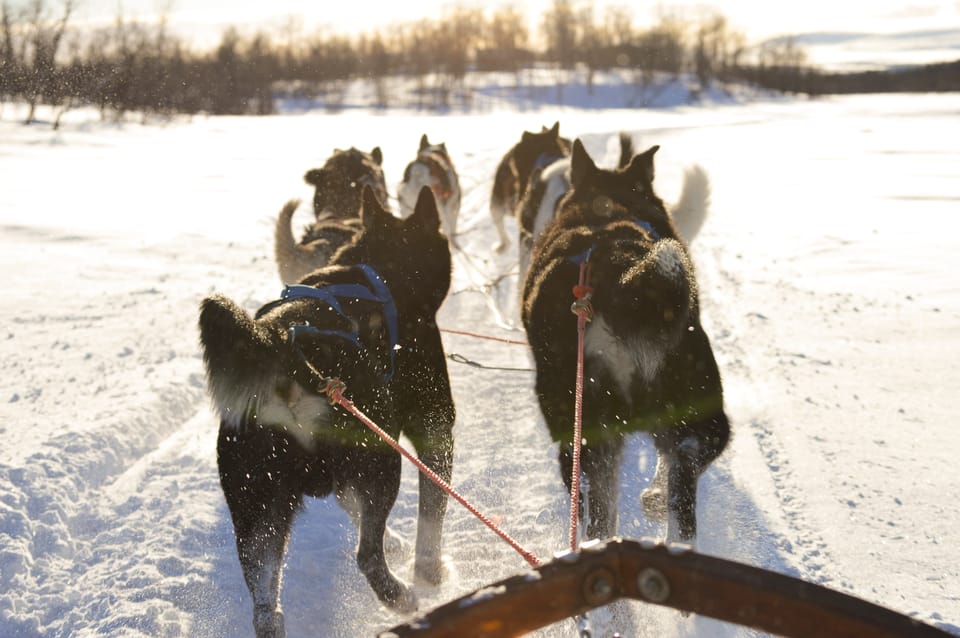 Best Time to go Dog Sledding in Kiruna