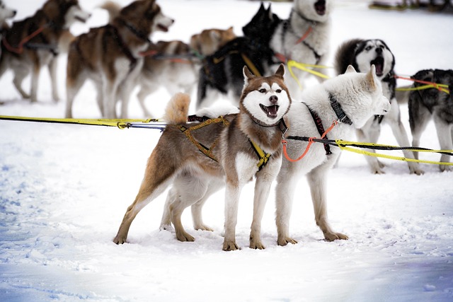 How to Prepare For a Dog Sledding Tour in Kiruna