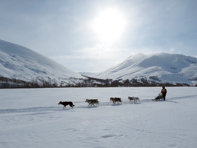 dog sledding in Abisko
