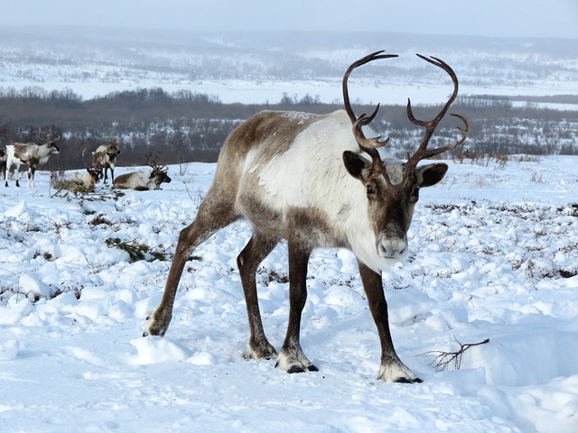 reindeer and wildlife in Abisko (Sweden).