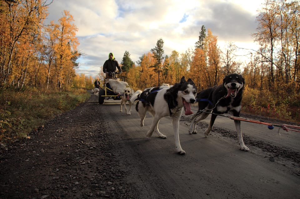 dog sledding without snow