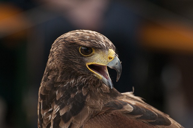 golden eagle in Sweden.