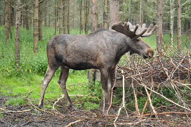 Eurasian Elk
