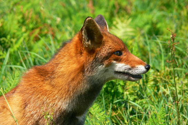 Red fox in Swedish Lapland