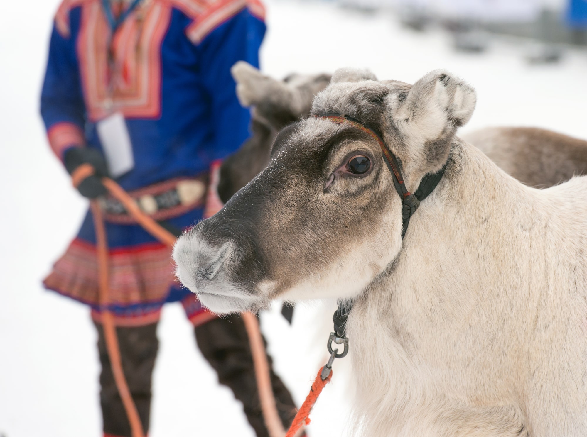 Sami culture in Kiruna (Sweden).