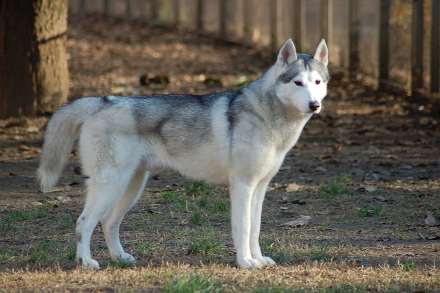 siberian husky