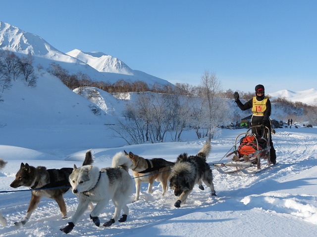 why huskies are best for dog sledding