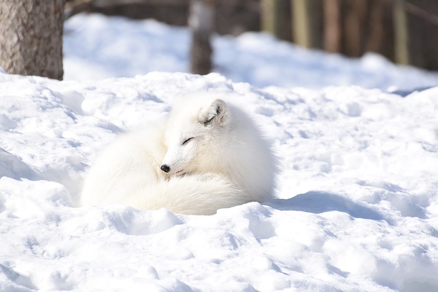 Discover the Wildlife of Kiruna on a Dog Sledding Adventure