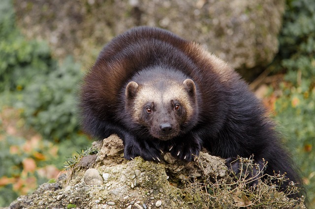 Wolverine in Northern Sweden